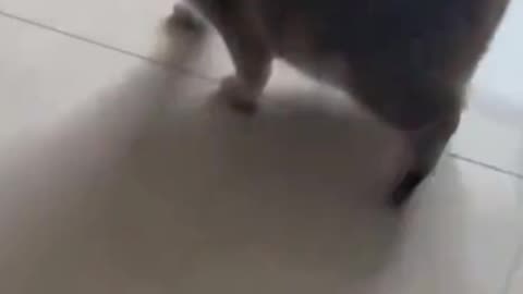 Funny video