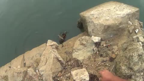 Pêche au vif surprise