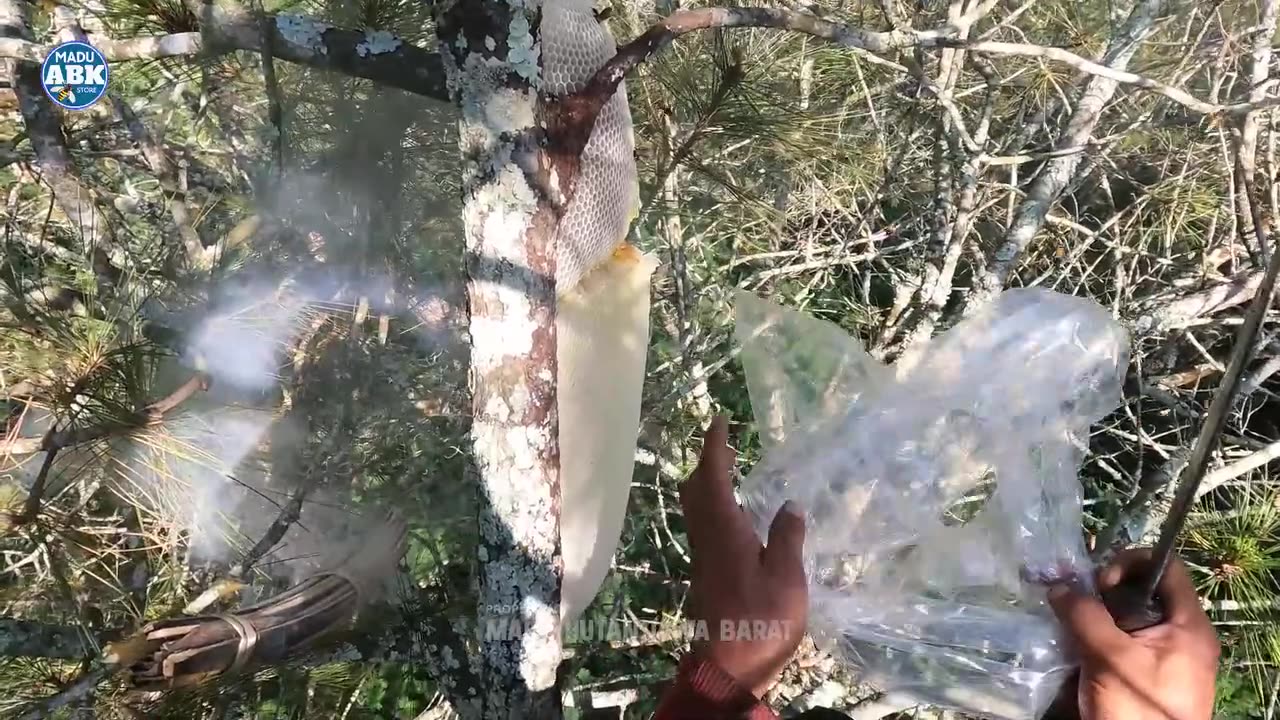 Bee keeping activities in the forest