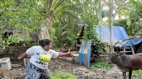 🤣🐄 Here We Go Again... Cow's Epic Reaction! | FunFM