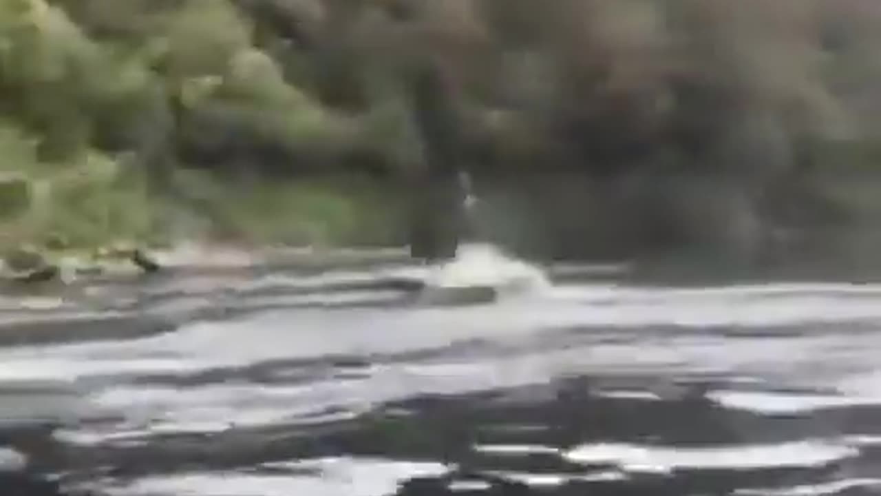 Looks Like Fun
