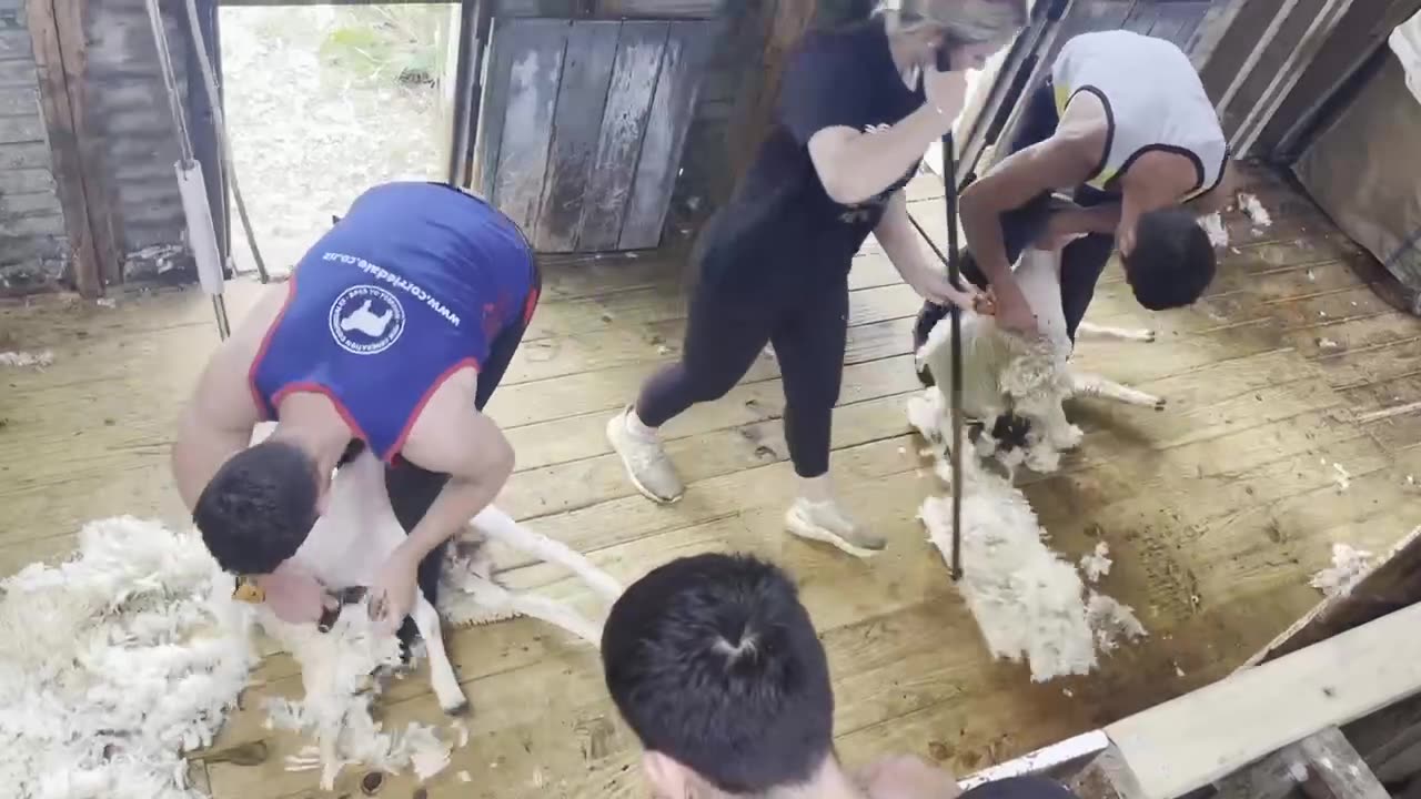 Shearing Sheep