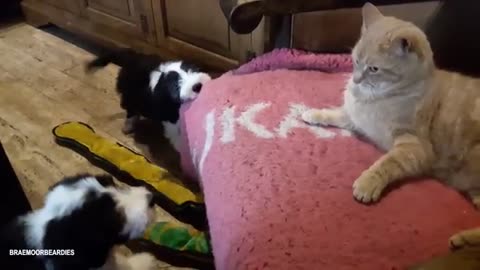 Sassy Dogs With BIG Attitudes 😂🐶 You Won’t Believe This! | Funny Dog Moments 2025