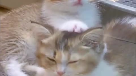 🤣❤️ Siblings Love Goals! Cutest Animal Bond Ever | FunFM