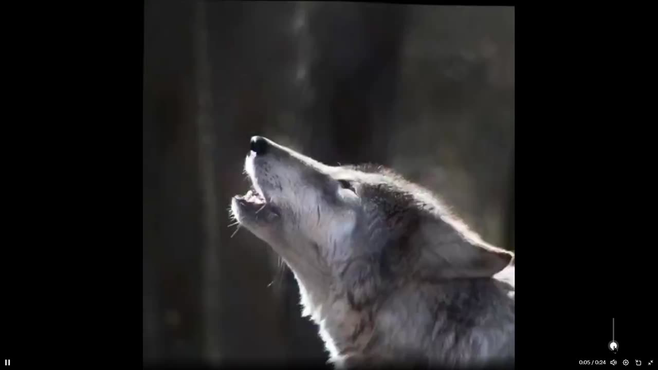 Nice editing huh - Man found 70 pictures googling "Wolves" and created this!