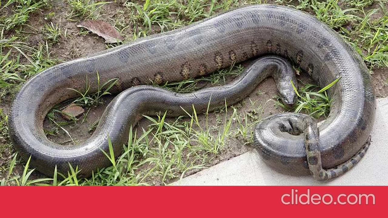 a maior cobra de 30 metros