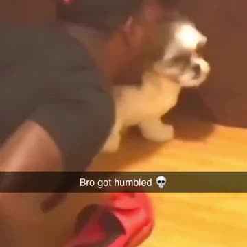 Get That Animal Away From That Dog