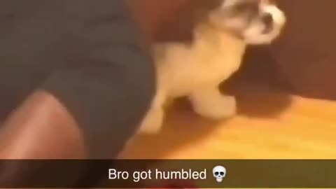 Get That Animal Away From That Dog