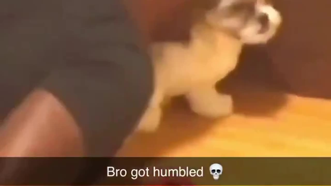 Get That Animal Away From That Dog