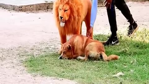 Dog And Fake Lion