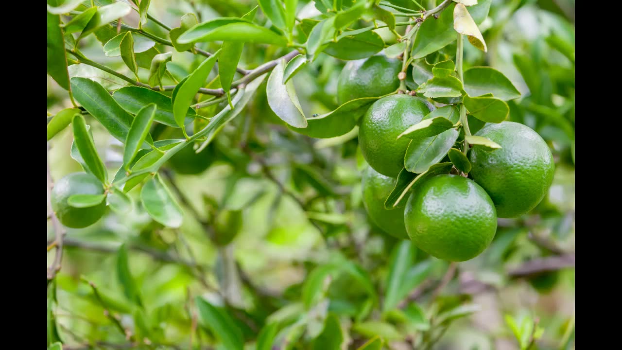 Lord Winter - Citrus
