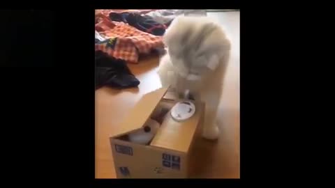 Animals Being Clumsy for No Reason at All!