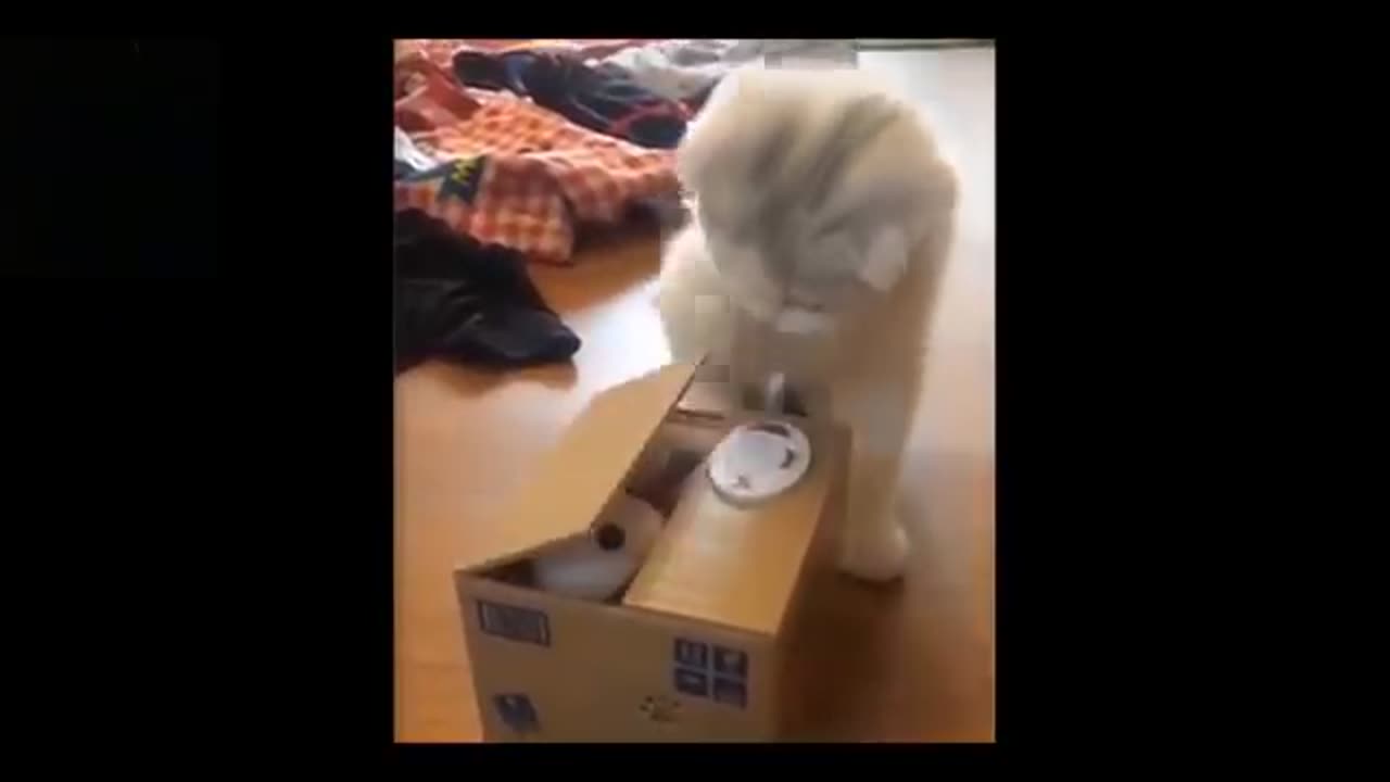 Animals Being Clumsy for No Reason at All!