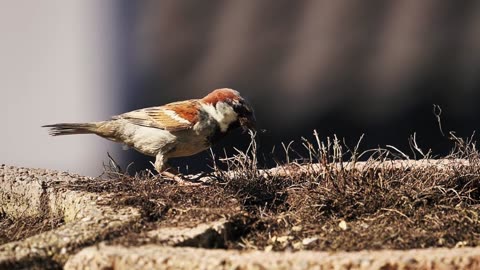 Bird, sperling, house sparrow