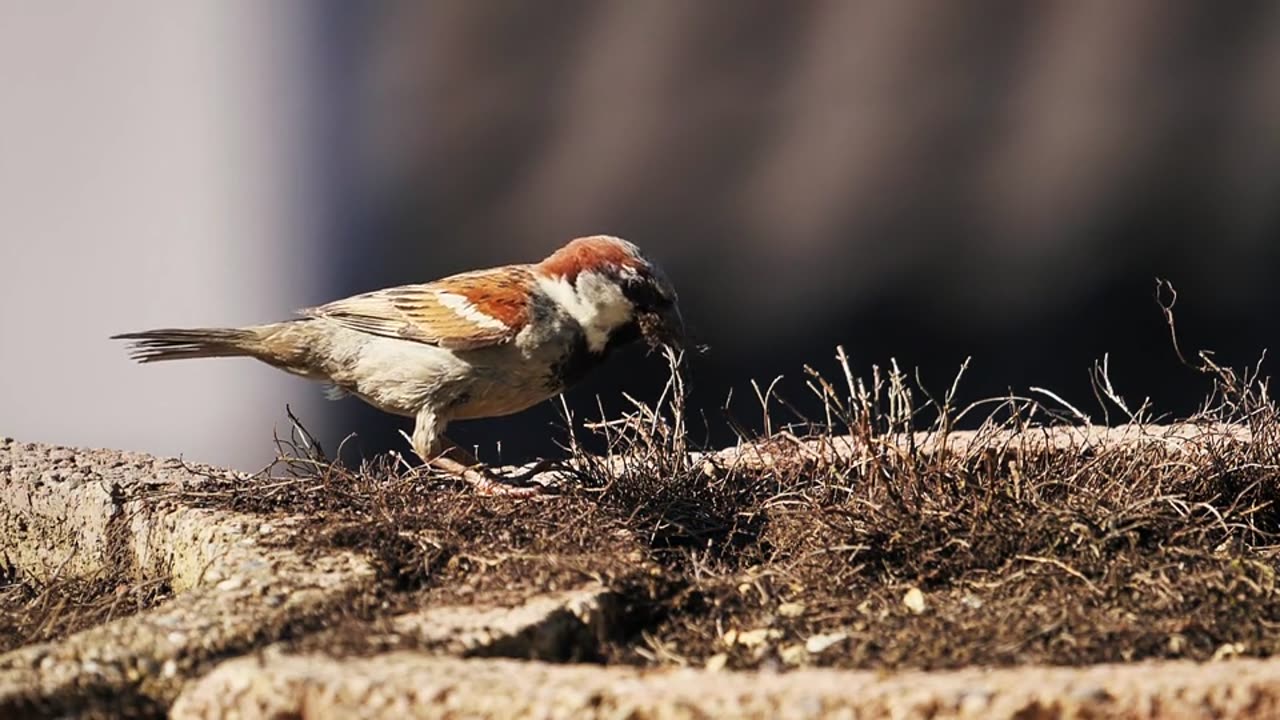 Bird, sperling, house sparrow