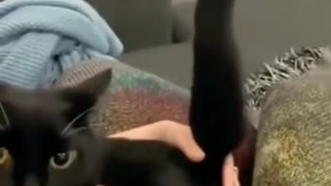 Cat Shifter