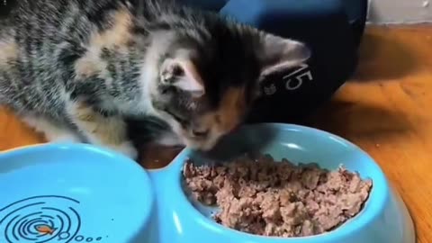 Kitten Rides NYC Subway Alone — Then Something Beautiful Happens