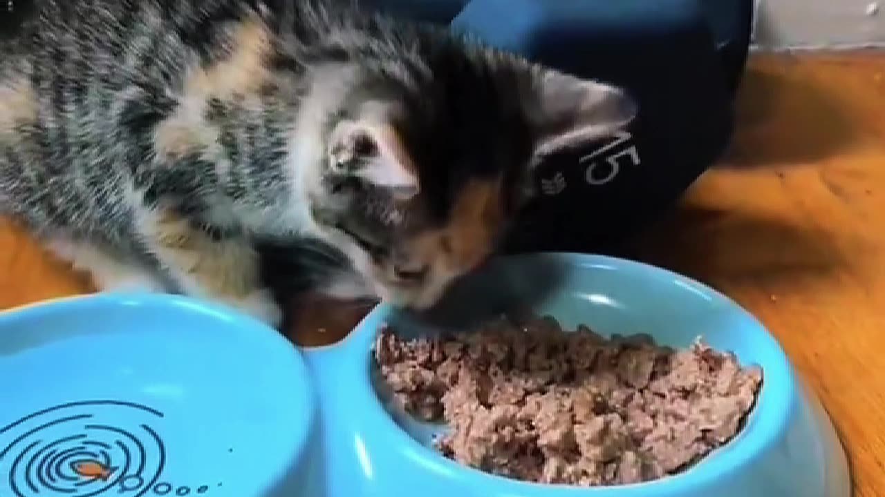 Kitten Rides NYC Subway Alone — Then Something Beautiful Happens