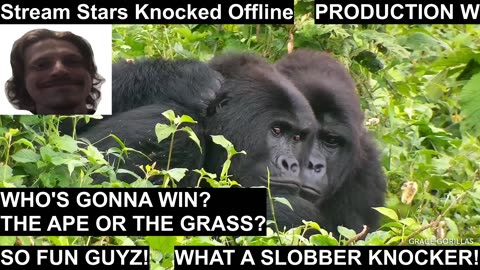 Stream Stars Knocked Offline [200b165e-2464-4460-838d-504ced9a2d1e]