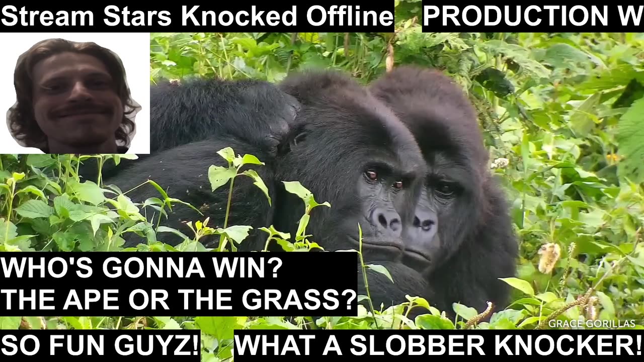 Stream Stars Knocked Offline [200b165e-2464-4460-838d-504ced9a2d1e]
