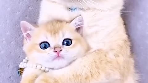 Cute baby cat