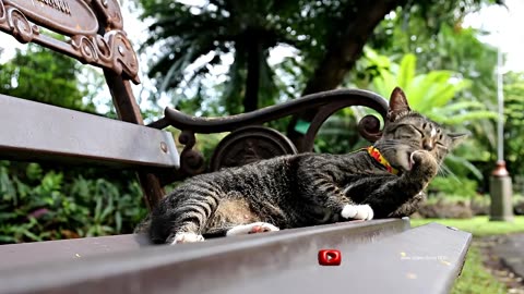 Kittens playing on the grass with animals: Dogs, rabbits, cows, mice - Cats meowing