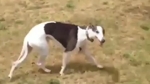 Fun Animals