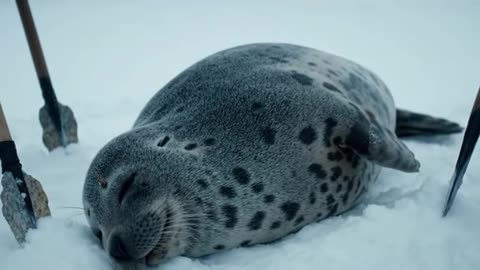 Incredible Hunt in 71°C Heaviest Seal Ever Caught in Yakutia Nomads Surviving