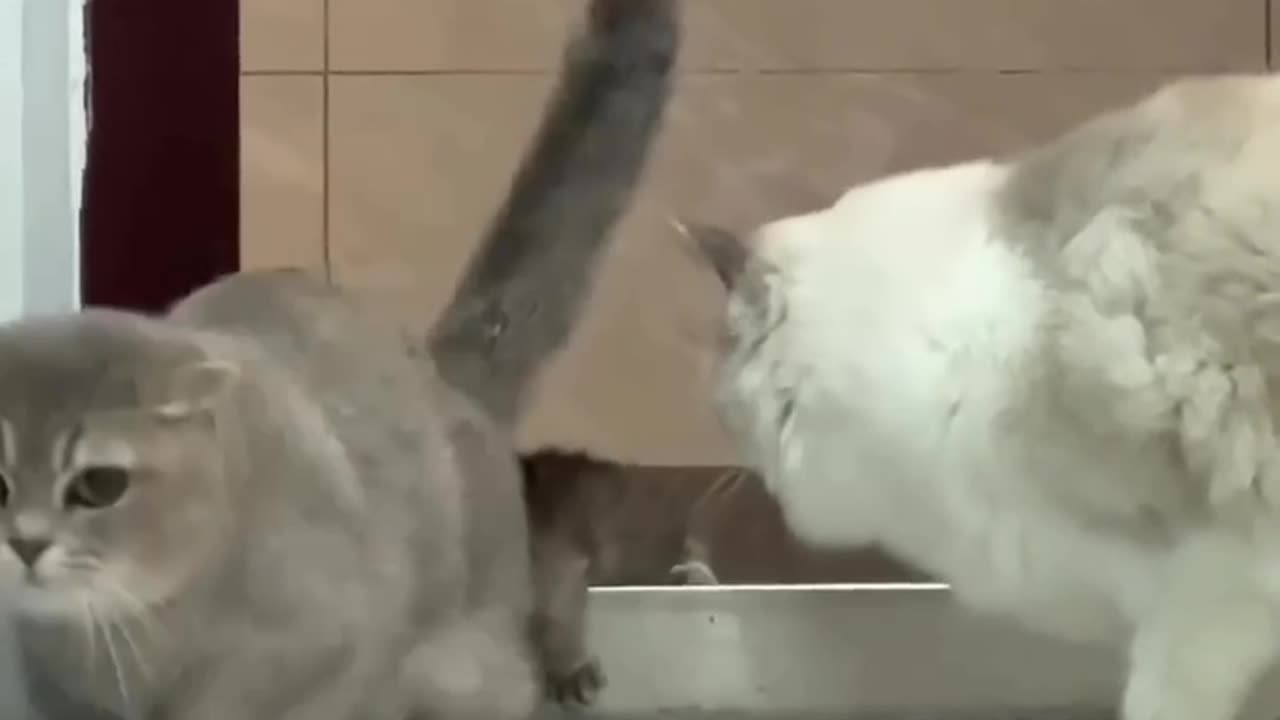 My baby is not up for adoption 😂