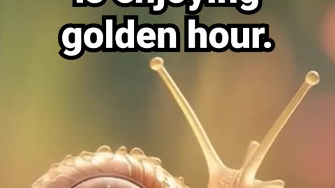 Your emotional support snail is enjoying golden hour #naturesounds #focusmusic #innerpeace