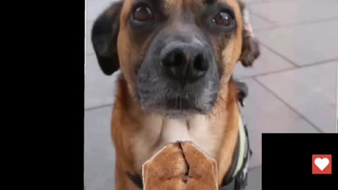 Truth Pups - Q The Storm Rider message