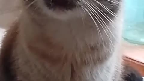 Enchanted Cat
