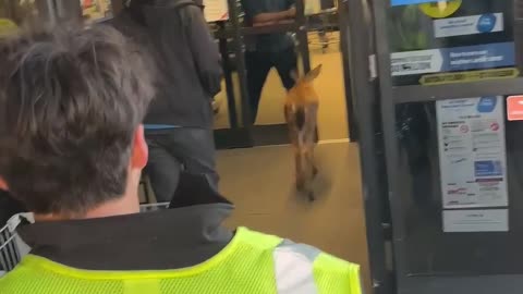 Curious Deer Walks Into Grocery Store