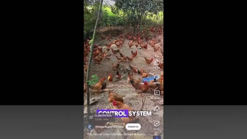 Jak pěstovat kukuřici bez pesticidů