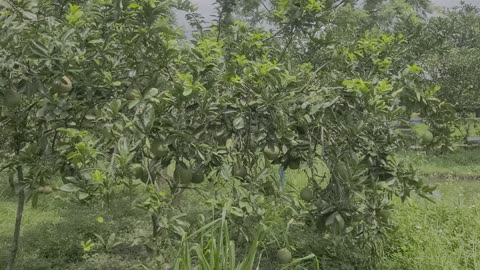 Grapefruit fruit and trees in my family's grapefruit garden_ Date 09.12_01