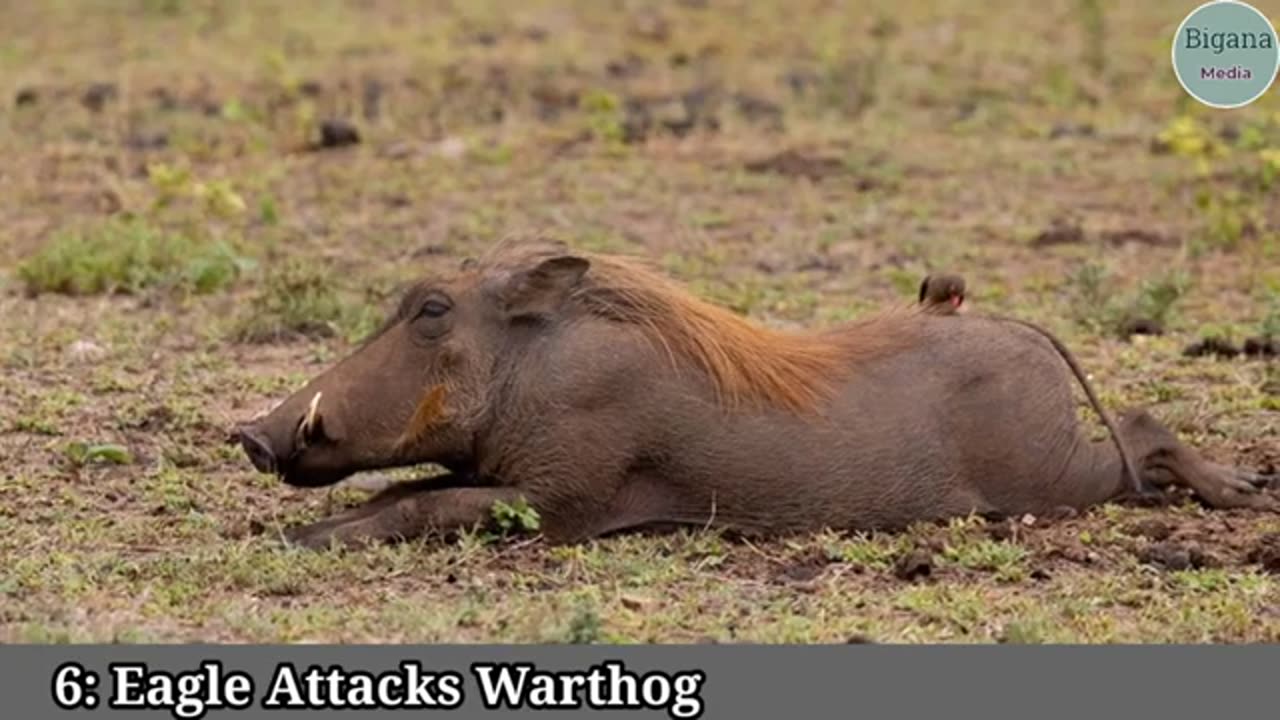 animals