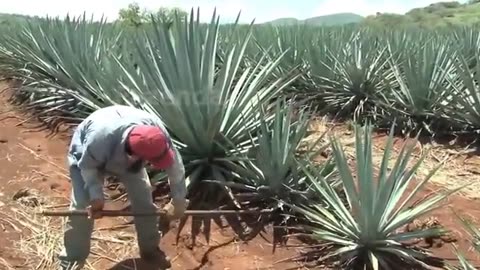 Como Os Agricultores Colhem E Processam Bilhões De Cocos