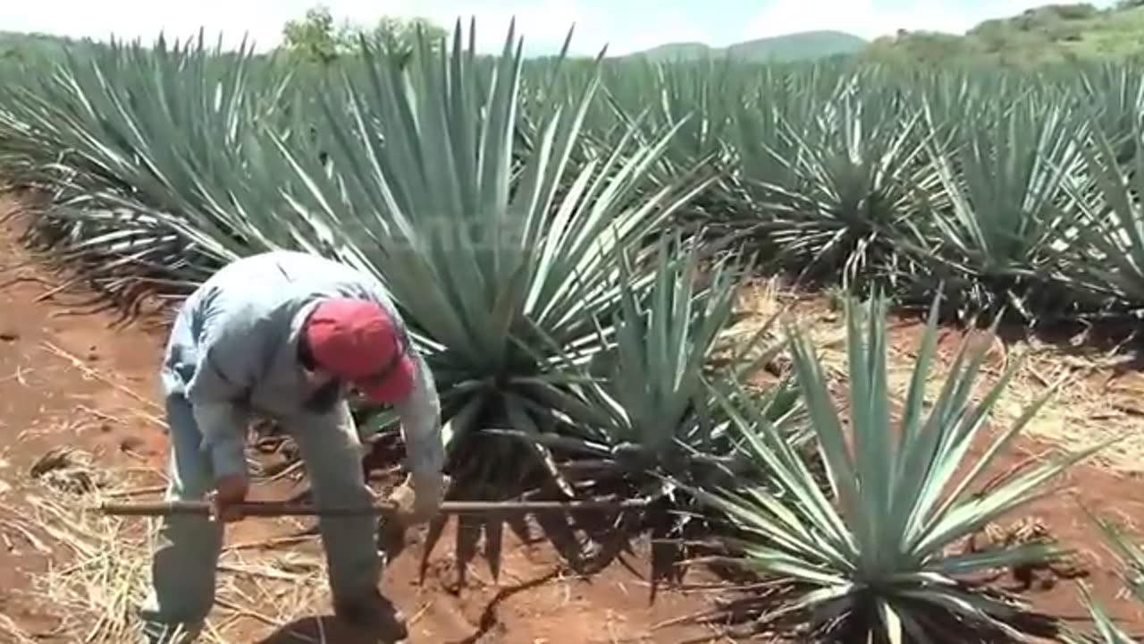 Como Os Agricultores Colhem E Processam Bilhões De Cocos