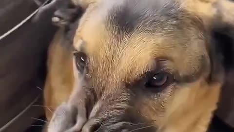 Dogs are NOT vegetarians 😂