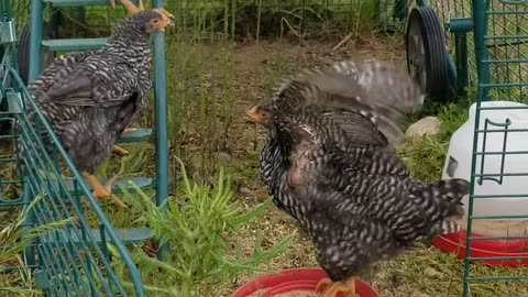Chick graduation