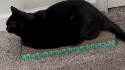 Precious Piper Demonstrates a Long Loaf on the Tuffet - Adopting a Cat from a Shelter Vlog #shorts
