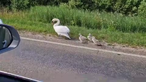 When sun shows up - animals go for a walk :)