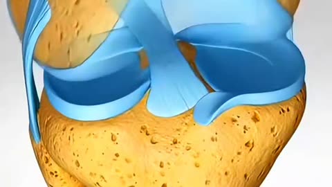 Knee Injuries Explained What Really Happens Inside Your Knee