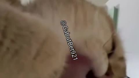 funny cat