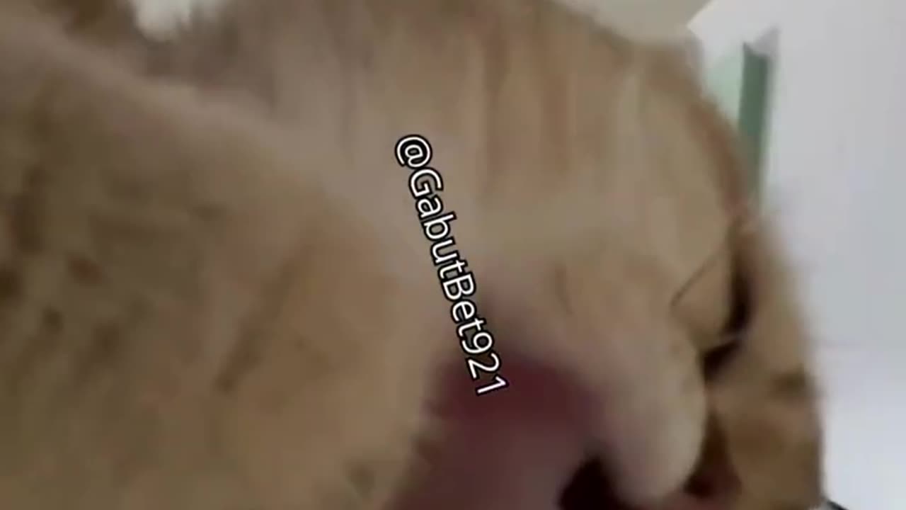 funny cat