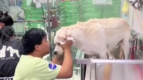 宠物受宠在宠物店