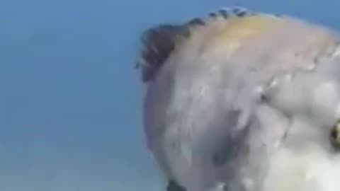 💋 Humphead Wrasse Following the master