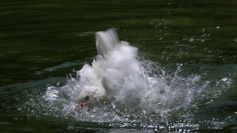 Nature and Animals