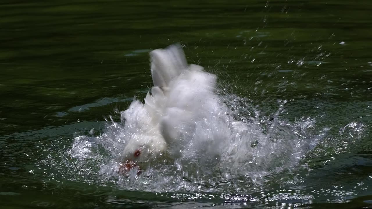 Nature and Animals
