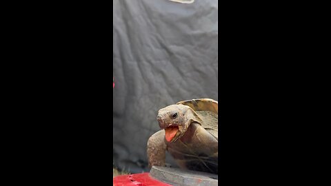 funny turtle 🤣🐢